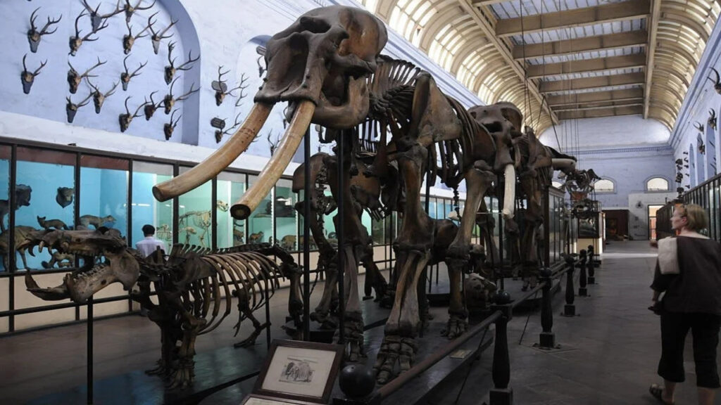 indian museum kolkata